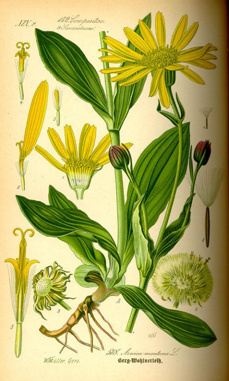 Arnika Litho